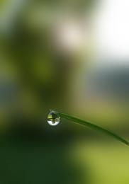 Drop of dew